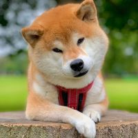 柴柴